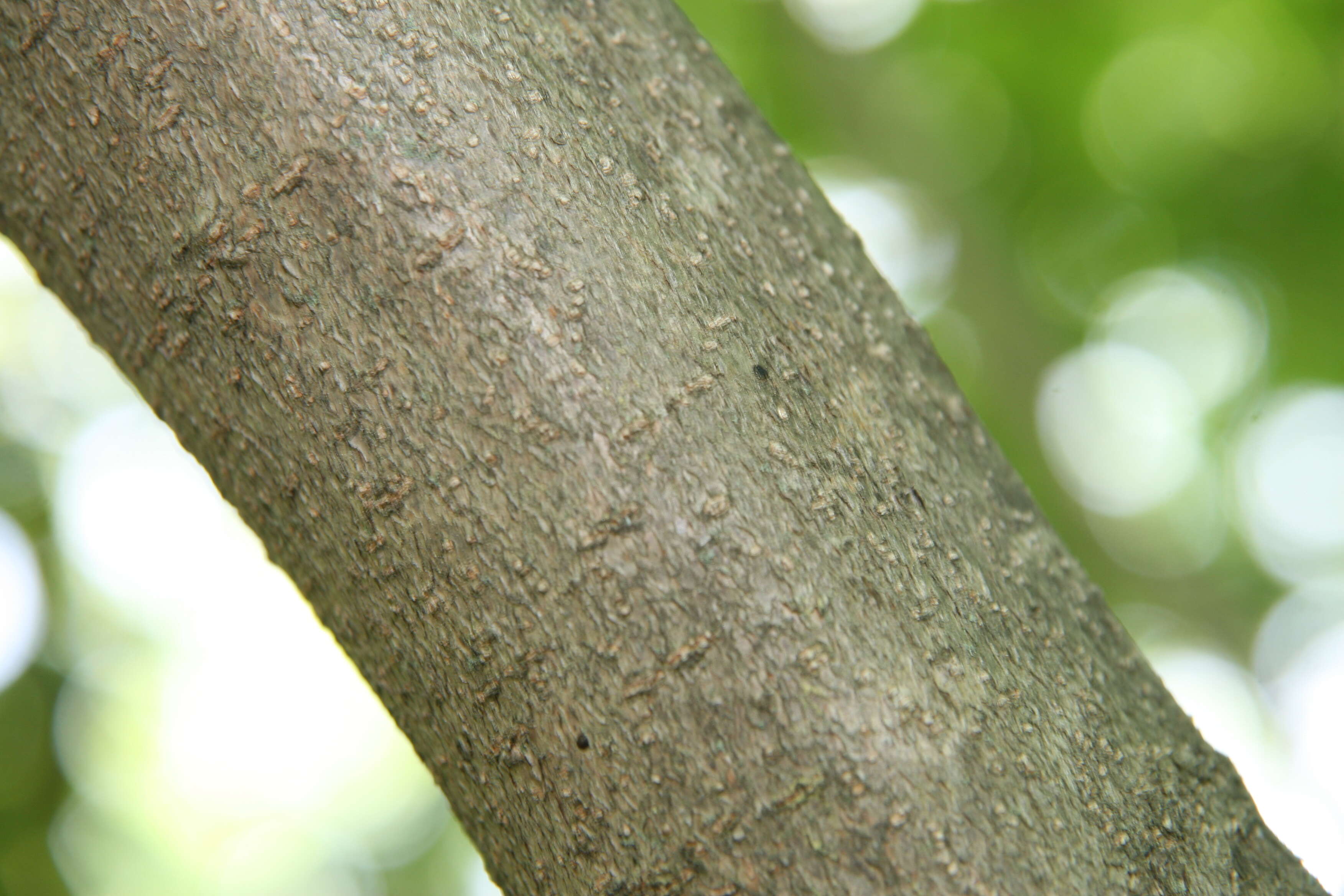 Image of American witchhazel