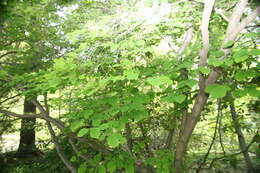 Image of American witchhazel