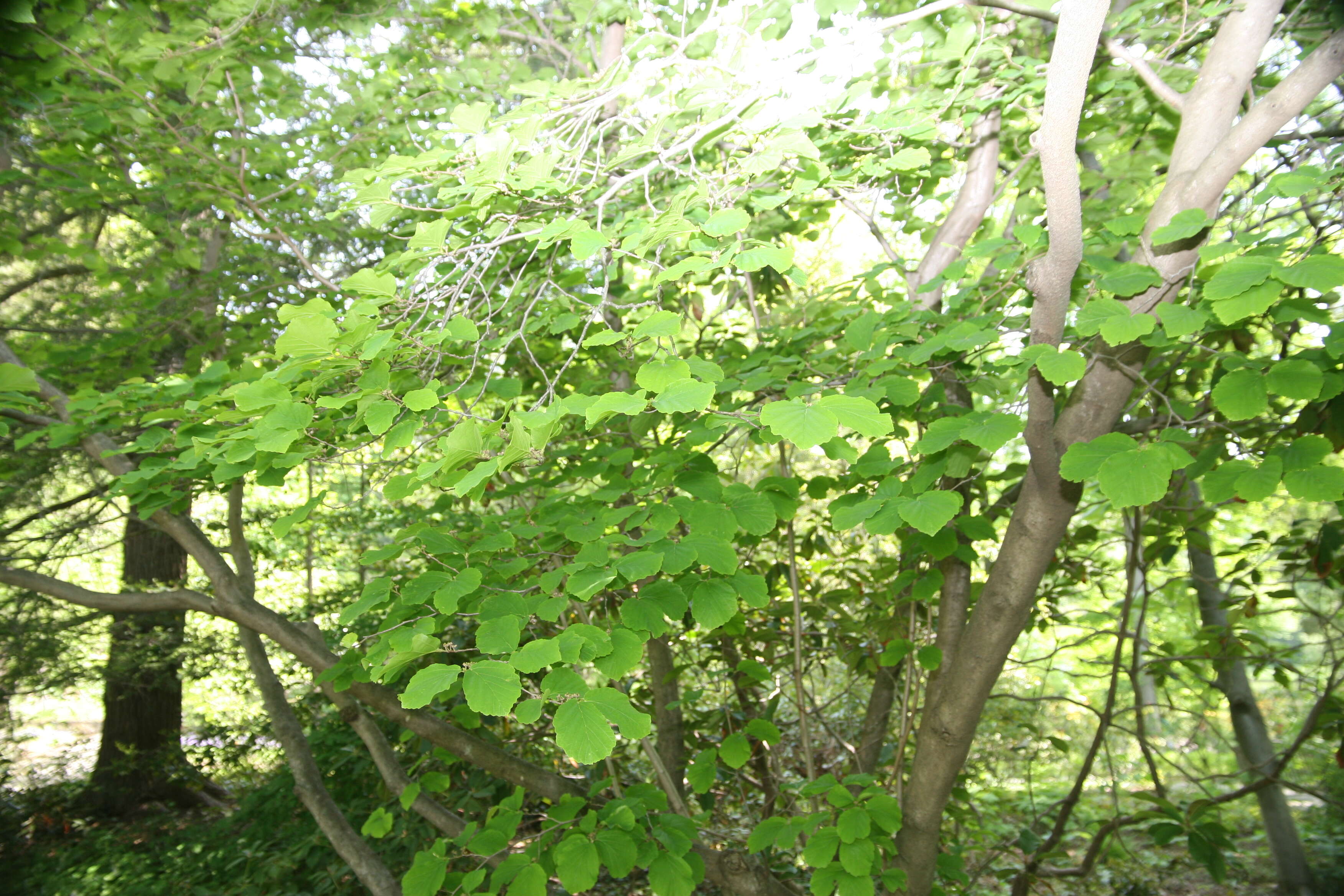 Image of American witchhazel