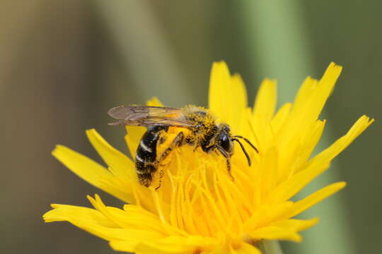 Image of Andrena chromotricha Cockerell 1899