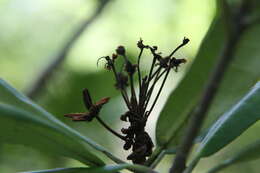 Image of Pacific rhododendron