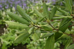 Image of Pacific rhododendron