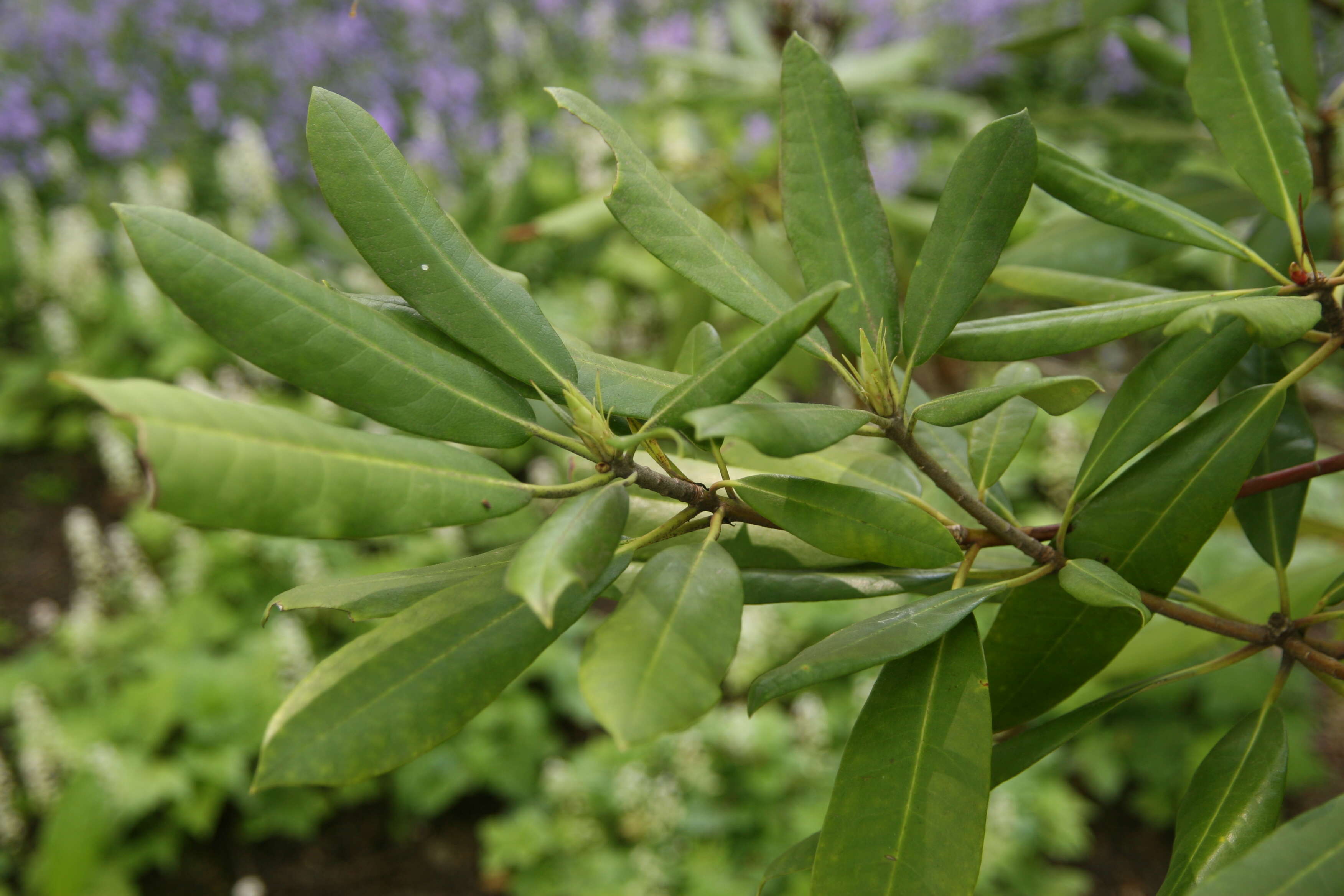 Image of Pacific rhododendron