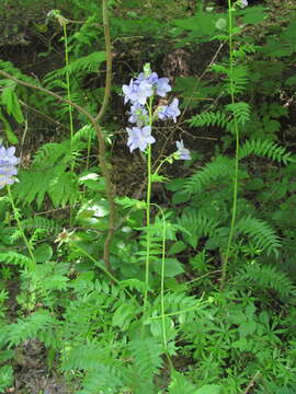 Image of Polemonium caeruleum subsp. caeruleum