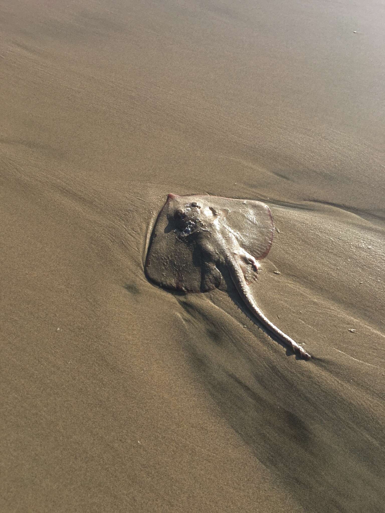 Image of Bering skate