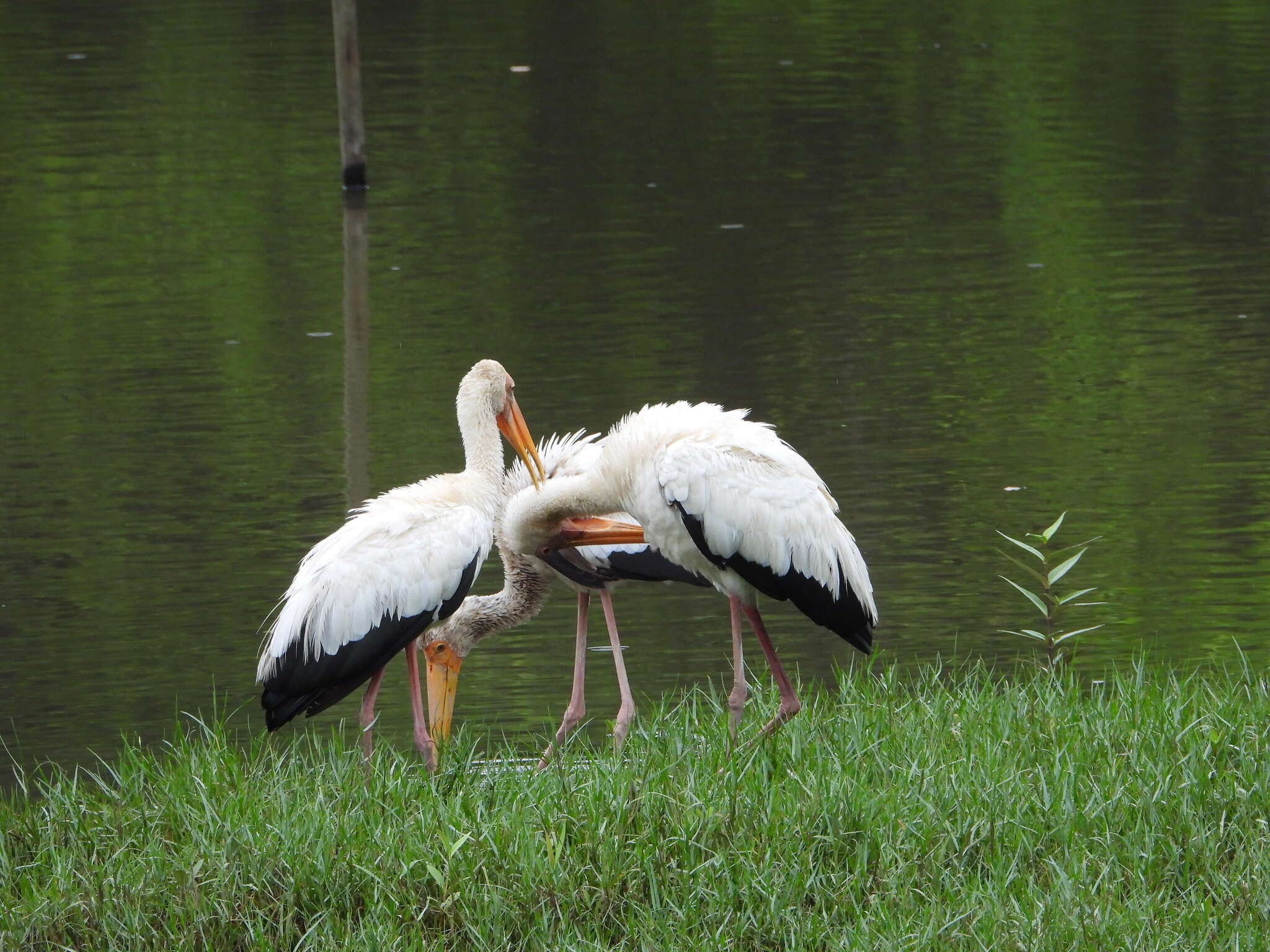 Image of Milky Stork