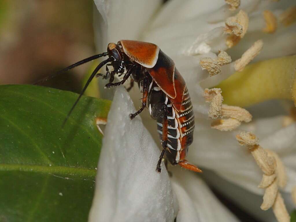 Image of Ellipsidion australe Saussure 1863