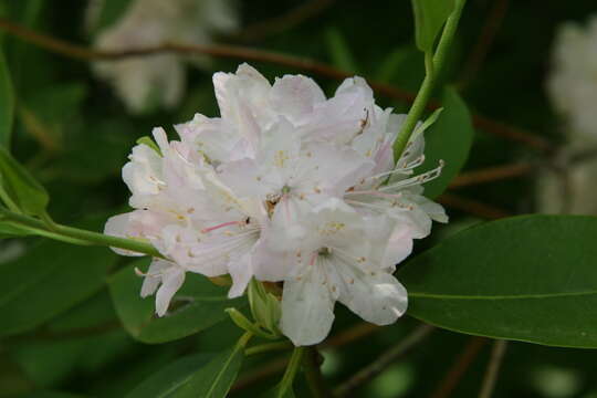 Plancia ëd Rhododendron minus Michx.