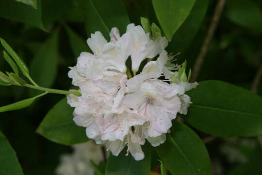 Plancia ëd Rhododendron minus Michx.