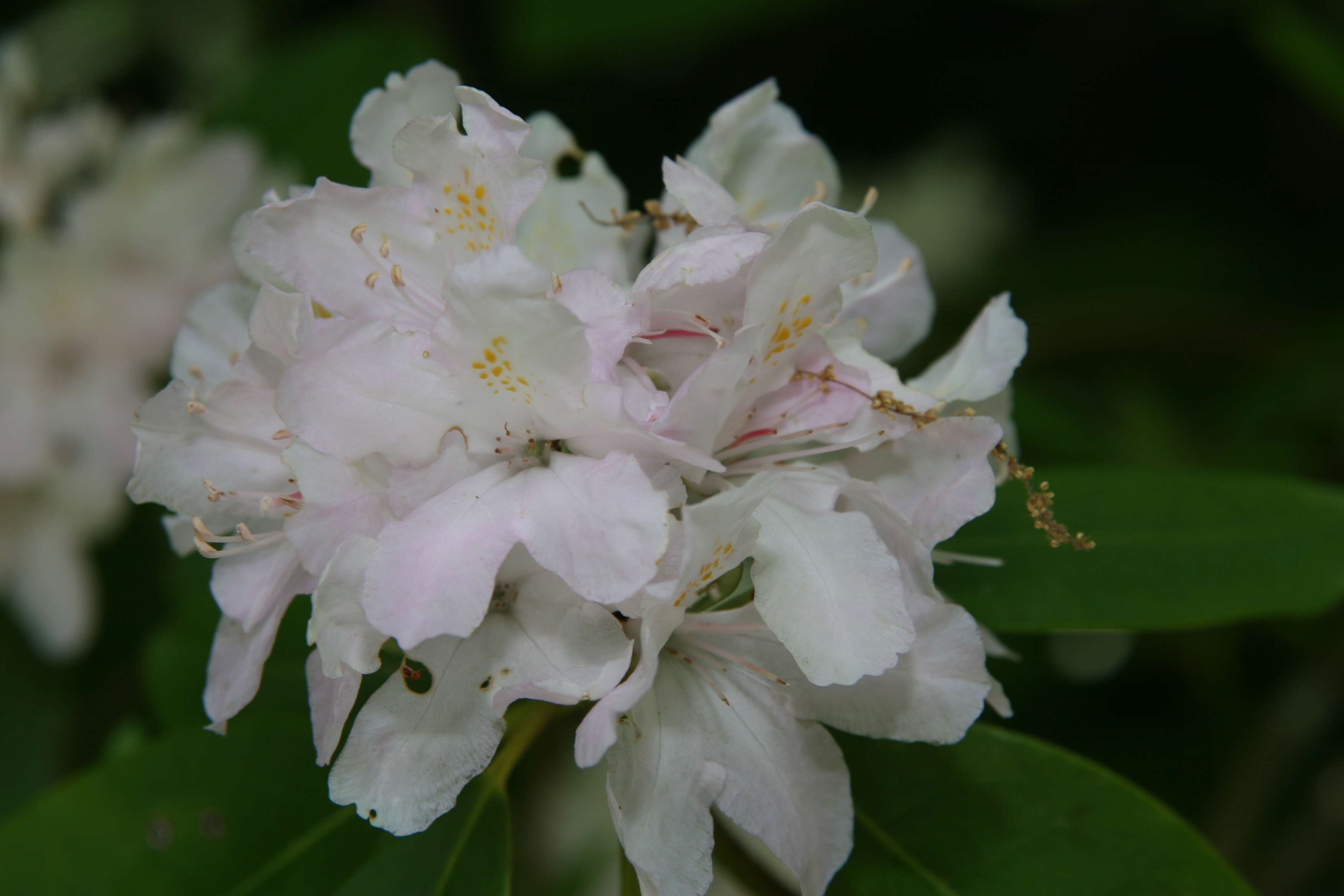 Plancia ëd Rhododendron minus Michx.