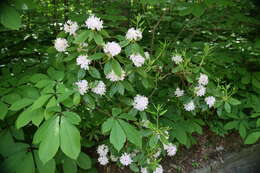 Plancia ëd Rhododendron minus Michx.