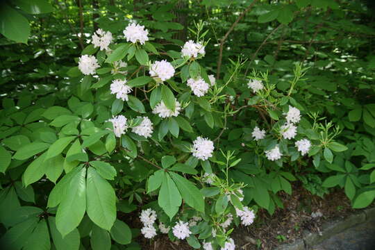 Plancia ëd Rhododendron minus Michx.