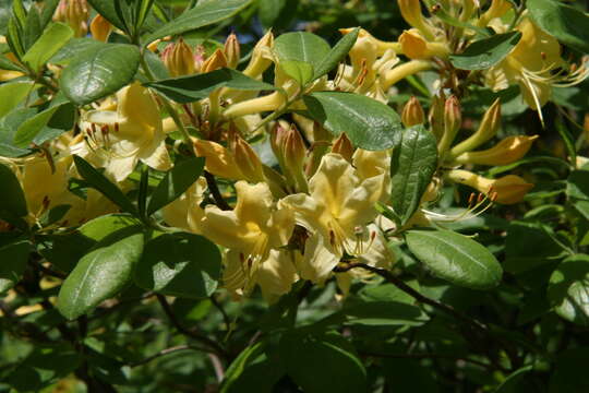 Image of orange azalea