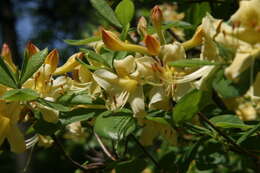 Imagem de Rhododendron austrinum (Small) Rehd.