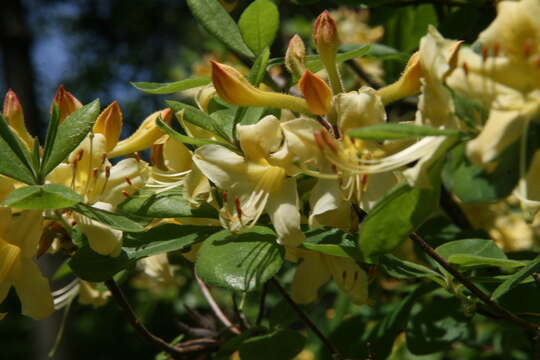 Image of orange azalea