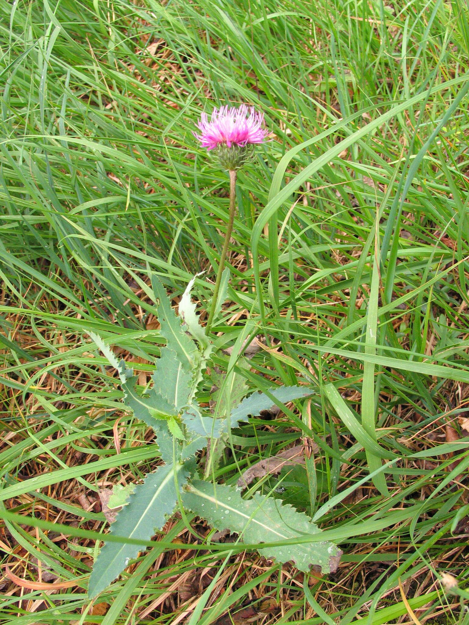 Imagem de Carduus defloratus subsp. crassifolius