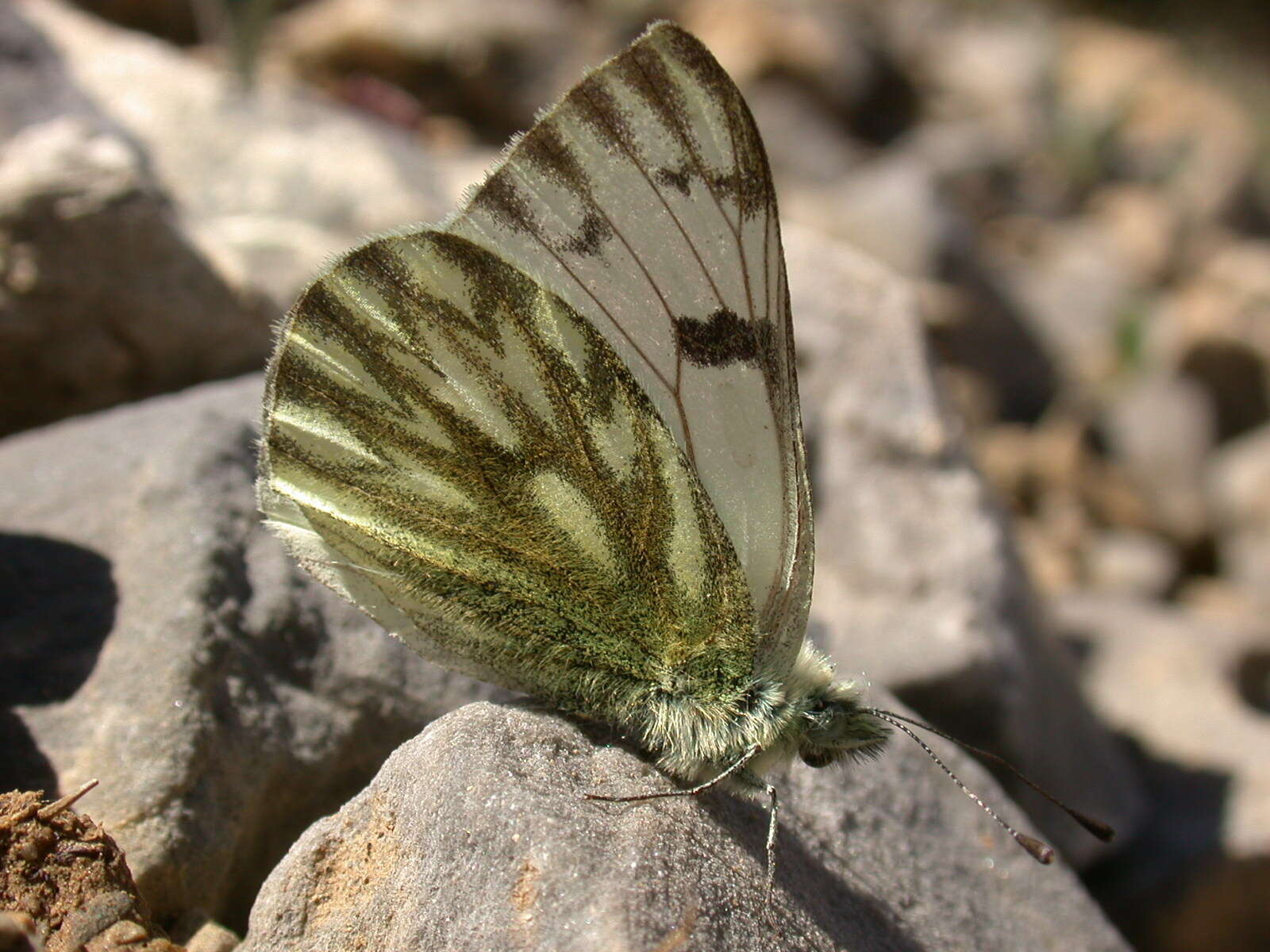 Image of Lofty Bath White