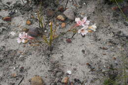 Image of Tritonia cooperi (Baker) Klatt