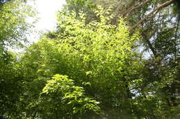 Image of American hornbeam