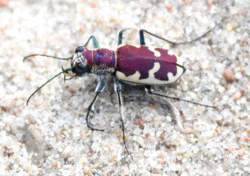 Image of Big Sand Tiger Beetle