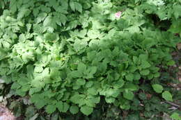 Image of Allegheny-spurge