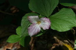 Image of White trillium