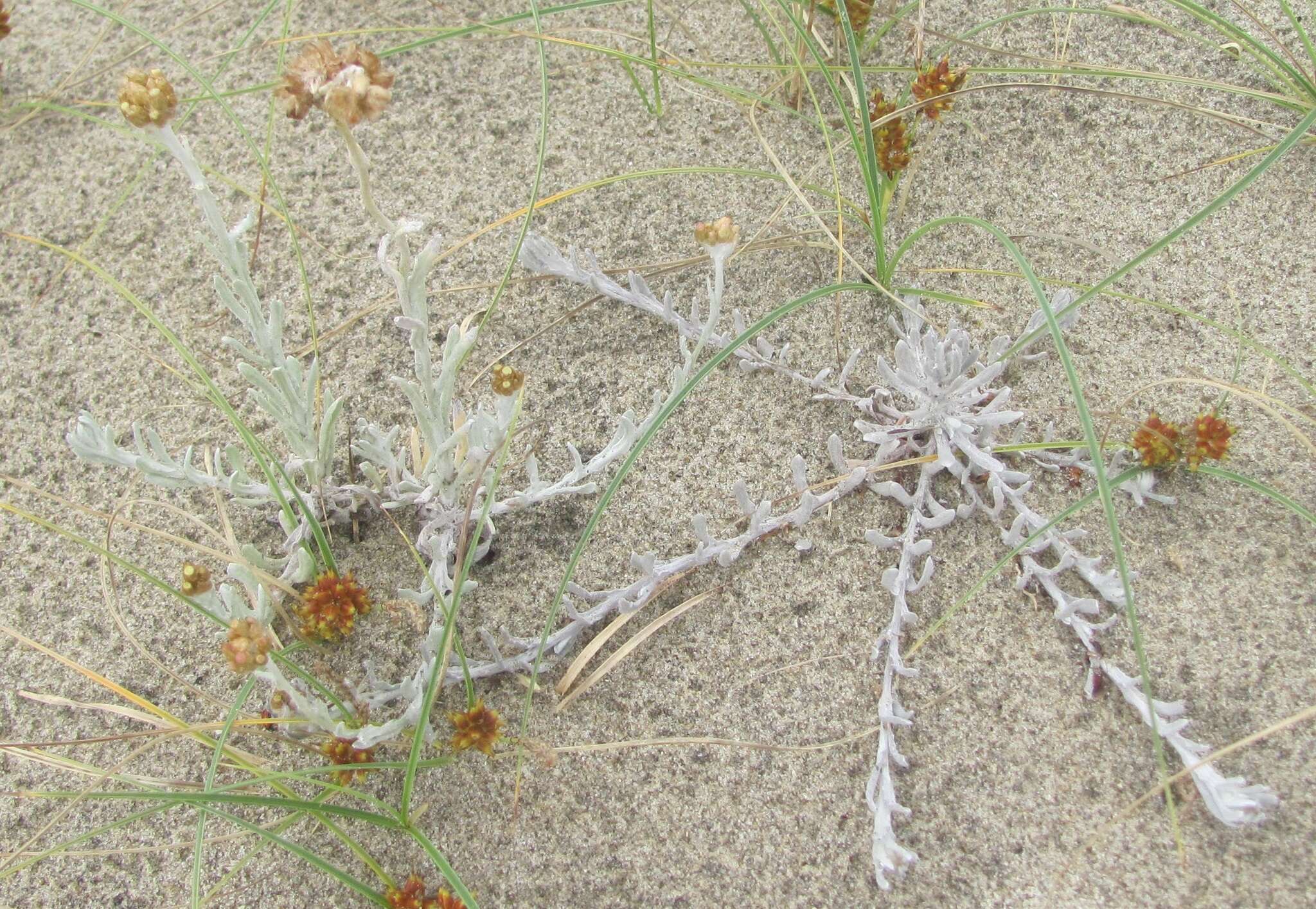 Image of Jersey cudweed