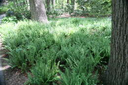 Image of Christmas fern