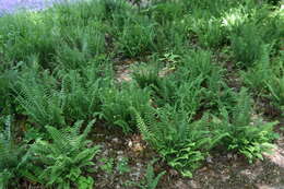 Plancia ëd Polystichum acrostichoides (Michx.) Schott