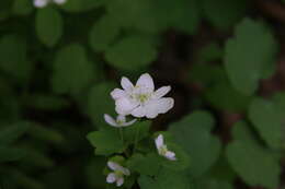 Image of Rue-Anemone