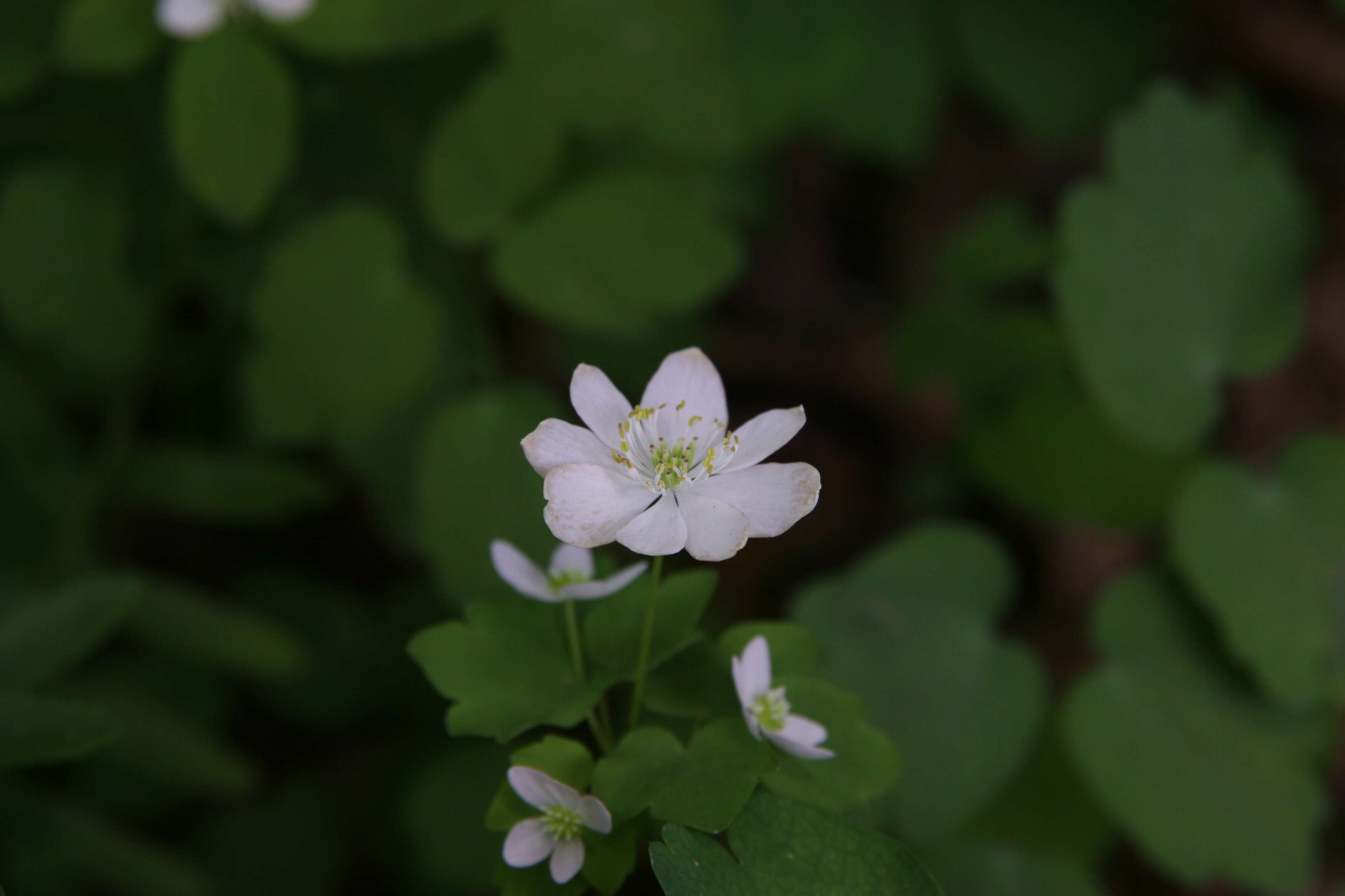 Image of Rue-Anemone