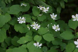 Image of Rue-Anemone