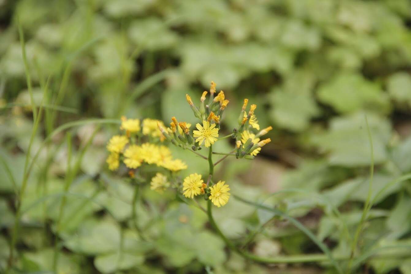 Image of Youngia japonica subsp. elstonii (Hochreutiner) Babc. & Stebbins