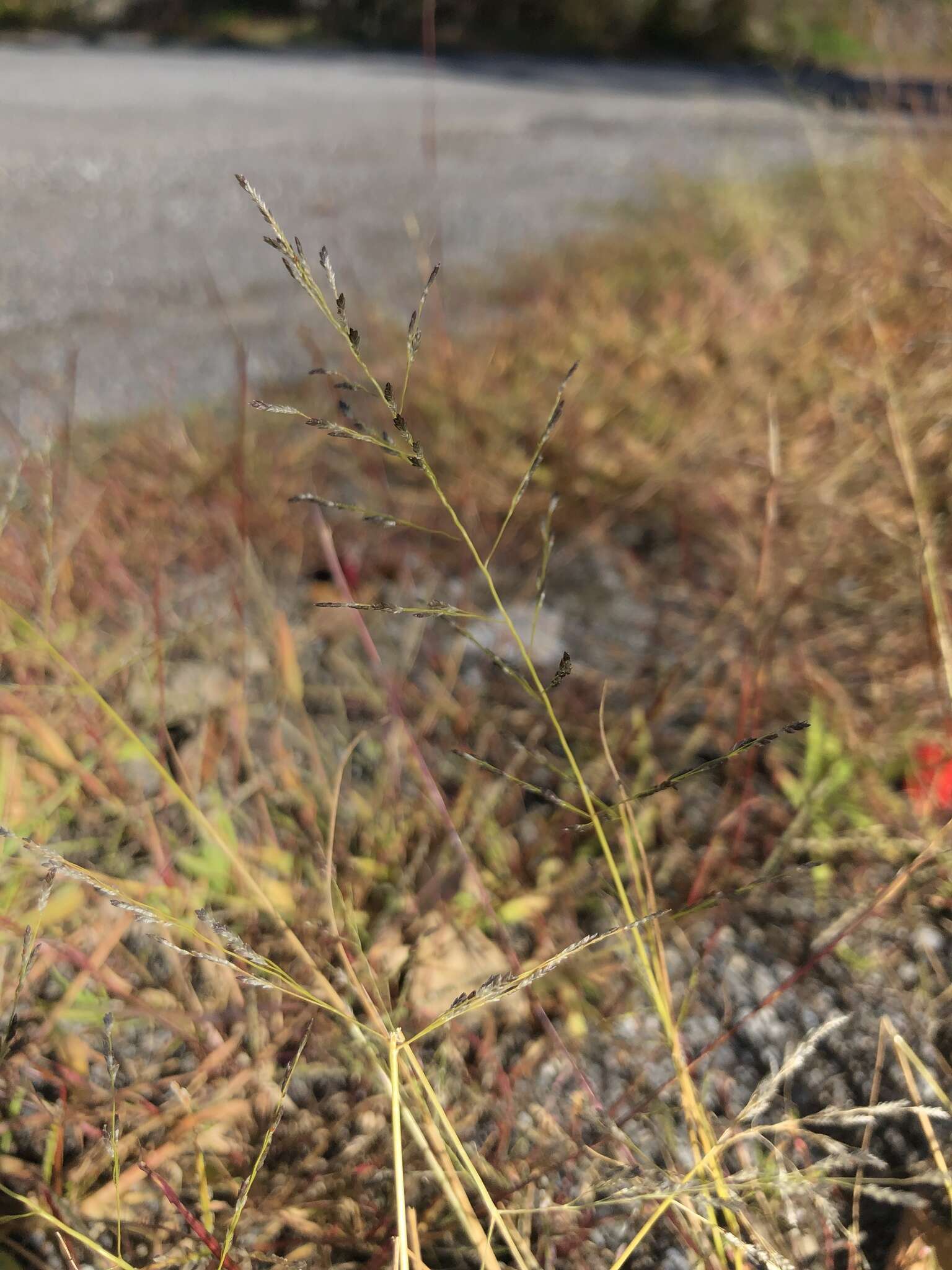 Imagem de Eragrostis pectinacea (Michx.) Nees