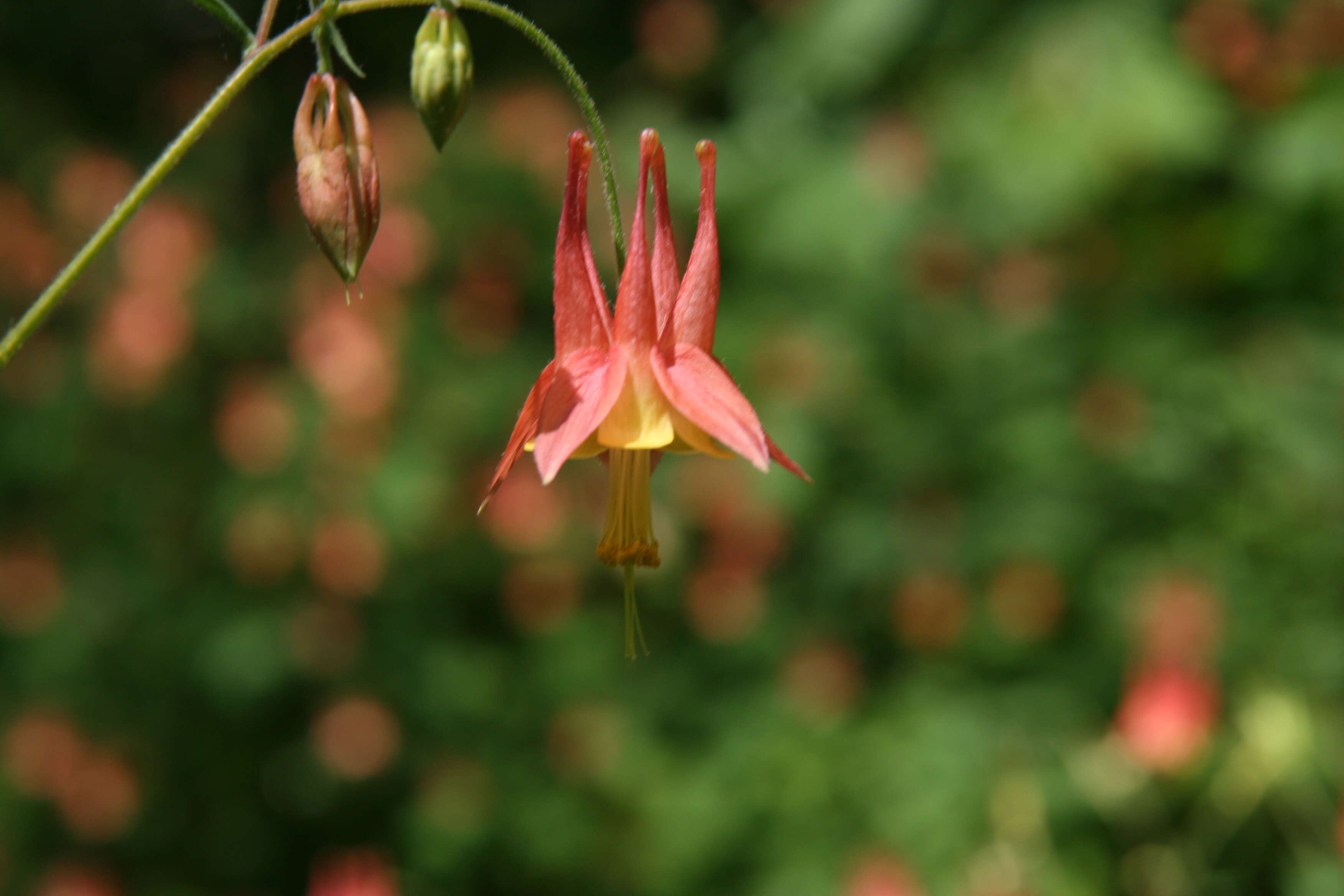 Image of red columbine