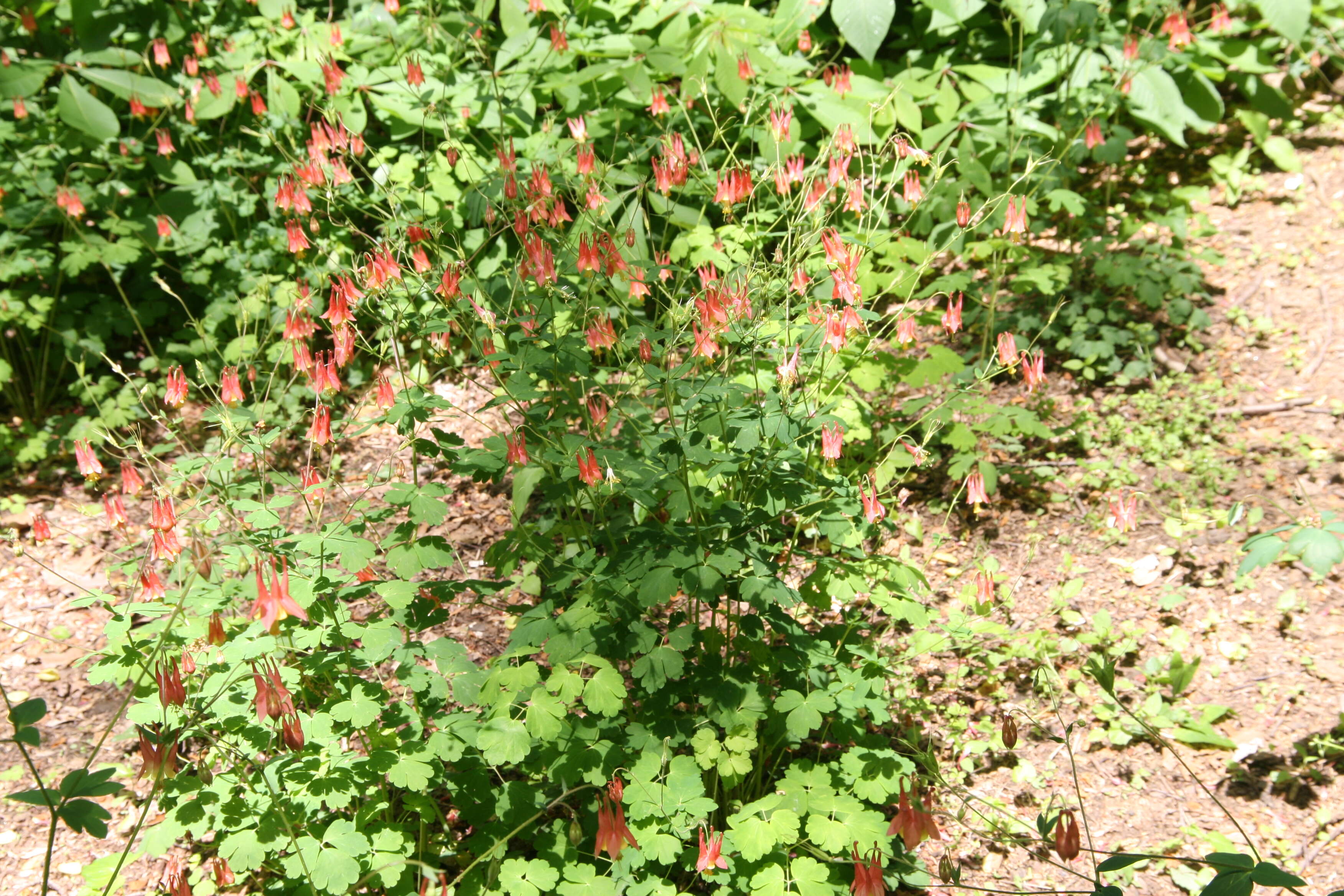 Image of red columbine