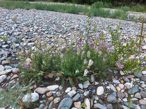 Image of Oxytropis baicalia (Pall.) Pers.