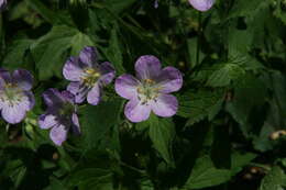 Image of spotted geranium