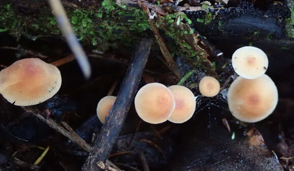 Image de Omphalina wellingtonensis G. Stev. 1964