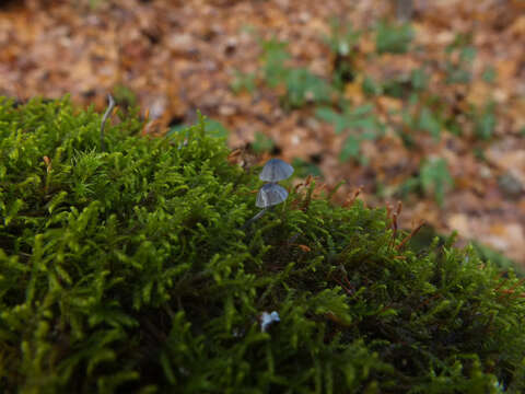 Image of Mycena pseudocorticola Kühner 1938