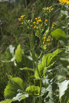 Image of Caucasalia pontica (K. Koch) Greuter