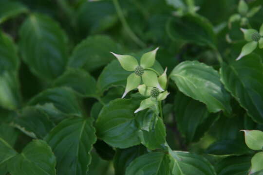 Image of Chinese dogwood