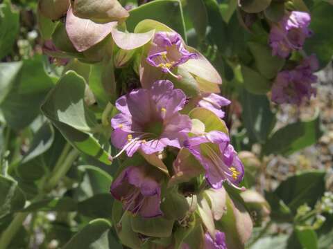 Mirabilis alipes (S. Wats.) G. E. Pilz resmi