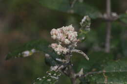 Image of Olearia covenyi N. S. Lander