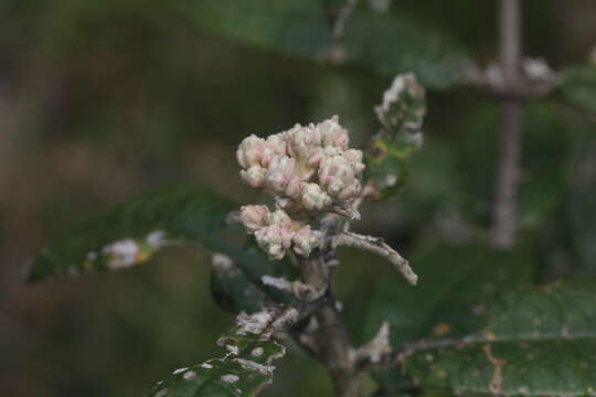 Olearia covenyi N. S. Lander resmi