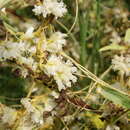 Sivun Cuscuta costaricensis Yunck. kuva