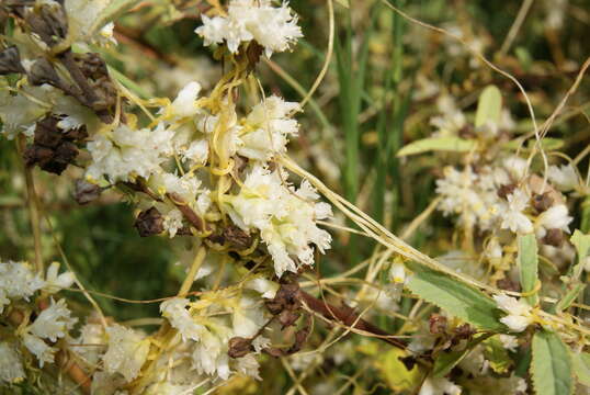 Image of Cuscuta costaricensis Yunck.