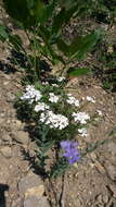 Imagem de Linum nervosum Waldst. & Kit.