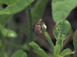 Polydrusus (Scythodrusus) piliferus Hochhuth 1847 resmi