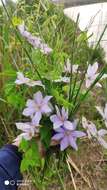 Image de Clematis cadmia Buch.-Ham. ex Wall.